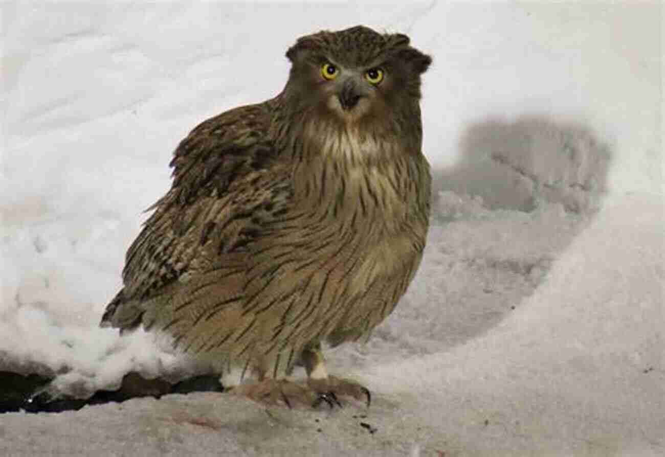 Blakiston's Fish Owl Birds Of Japan (Helm Field Guides)