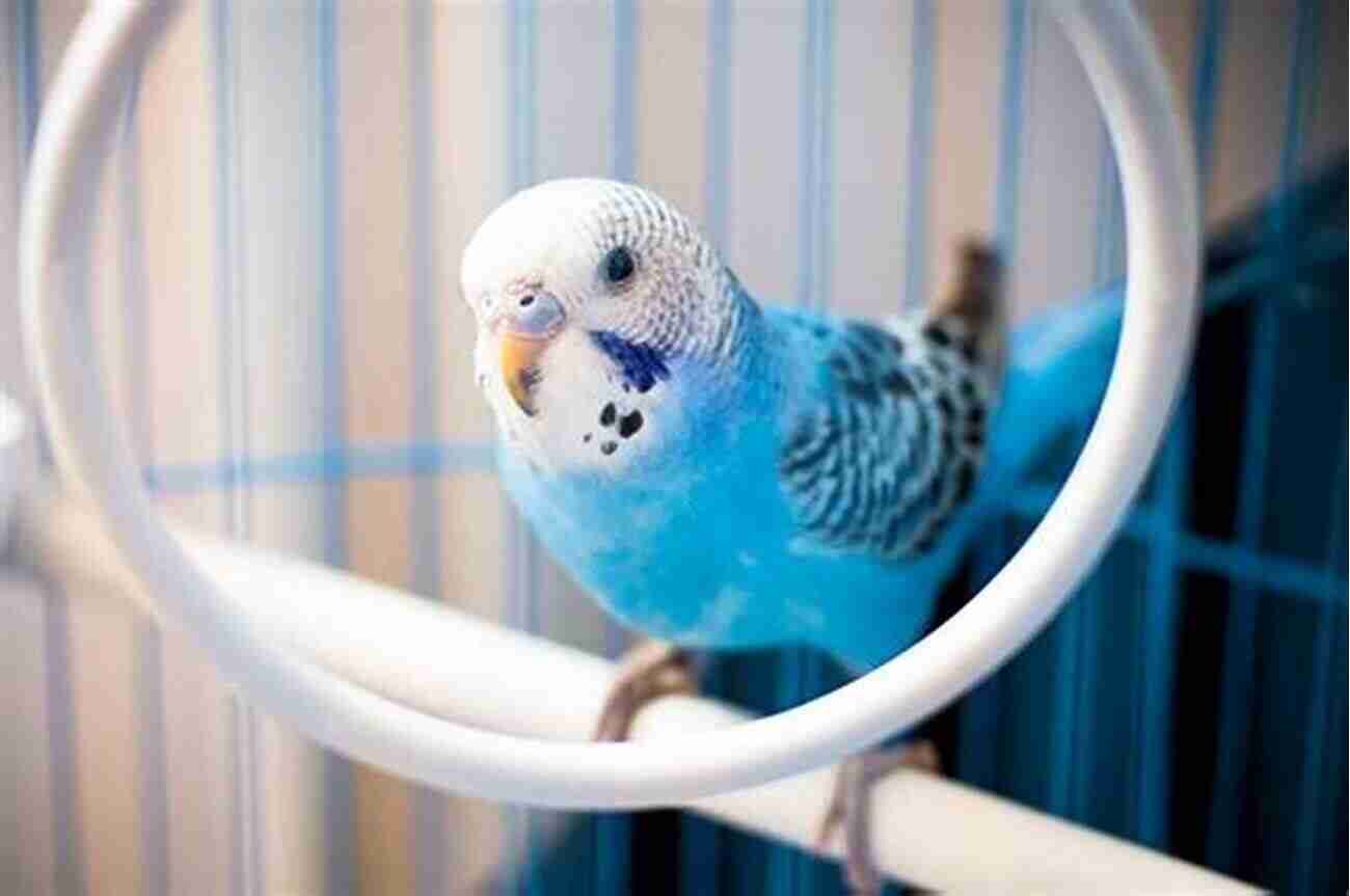 Budgie Pet Care Create The Ideal Environment For Your Budgie Budgies Pet Care Made Simple: Full Guide On Budgies Nurturing Includes Feeding Pattern Behavior Health Issues Humidity Handling Cost Of Getting One As A Pet + Visible Images