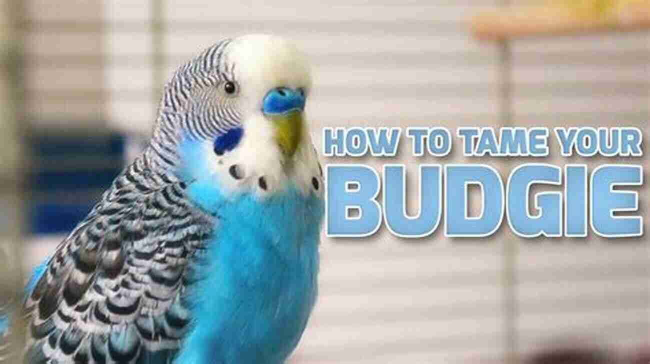 Budgie Pet Care Learn How To Take Care Of Your Budgies With Ease Budgies Pet Care Made Simple: Full Guide On Budgies Nurturing Includes Feeding Pattern Behavior Health Issues Humidity Handling Cost Of Getting One As A Pet + Visible Images