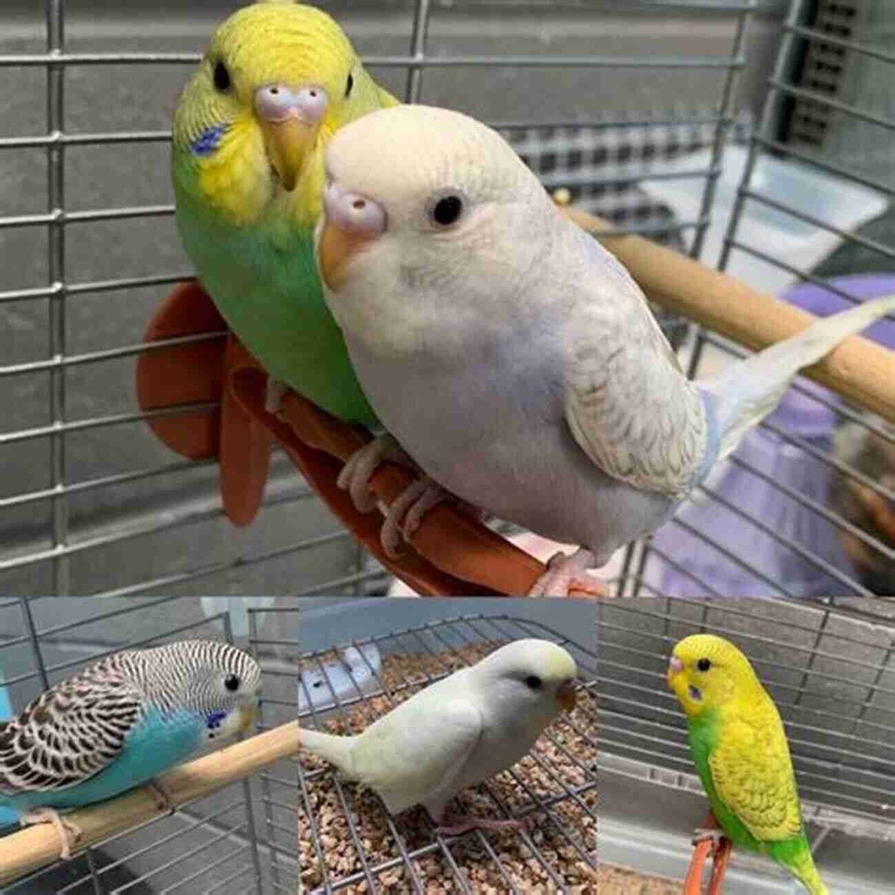 Budgie Pet Care Regular Vet Check Ups Are Important For Your Budgie's Health Budgies Pet Care Made Simple: Full Guide On Budgies Nurturing Includes Feeding Pattern Behavior Health Issues Humidity Handling Cost Of Getting One As A Pet + Visible Images