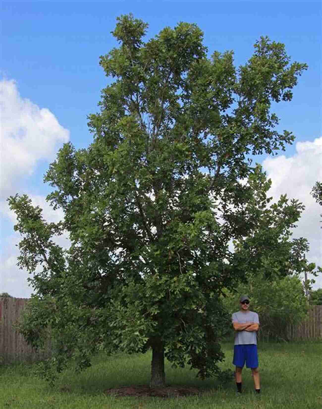 Bur Oak Tree In Full Bloom, A Symbol Of Strength And Grandeur Forest And Shade Trees Of Iowa (Bur Oak Guide)