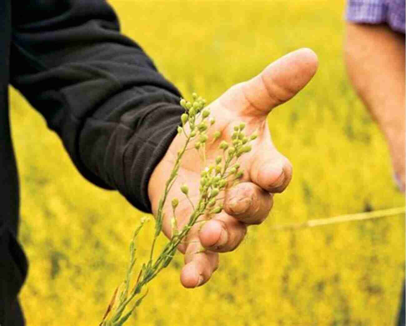 Camelina Field Camelina Loss Adjustment Standards Handbook 2012 And Succeeding Crop Years (RMA 20170L)