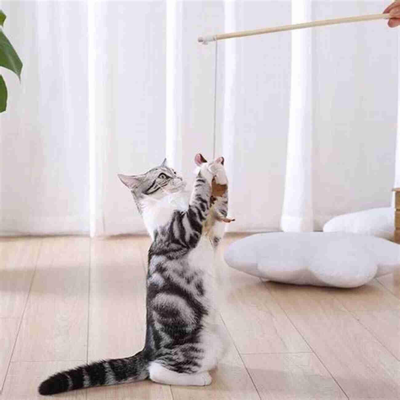 Cat Playing With A Feather Wand 50 Shades Of Happy Cats: EASY CATS