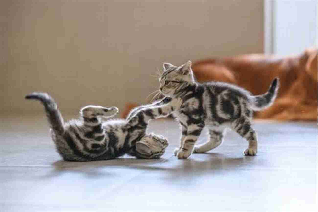 Cats Playing Together 50 Shades Of Happy Cats: EASY CATS