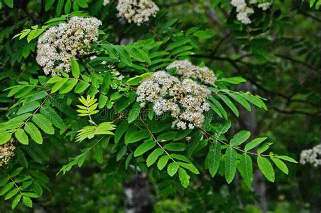 Close Up Of Mountain Ember Flowers Blooming Amidst The Ash Mountain And Ash (Ena Of Ilbrea 2)