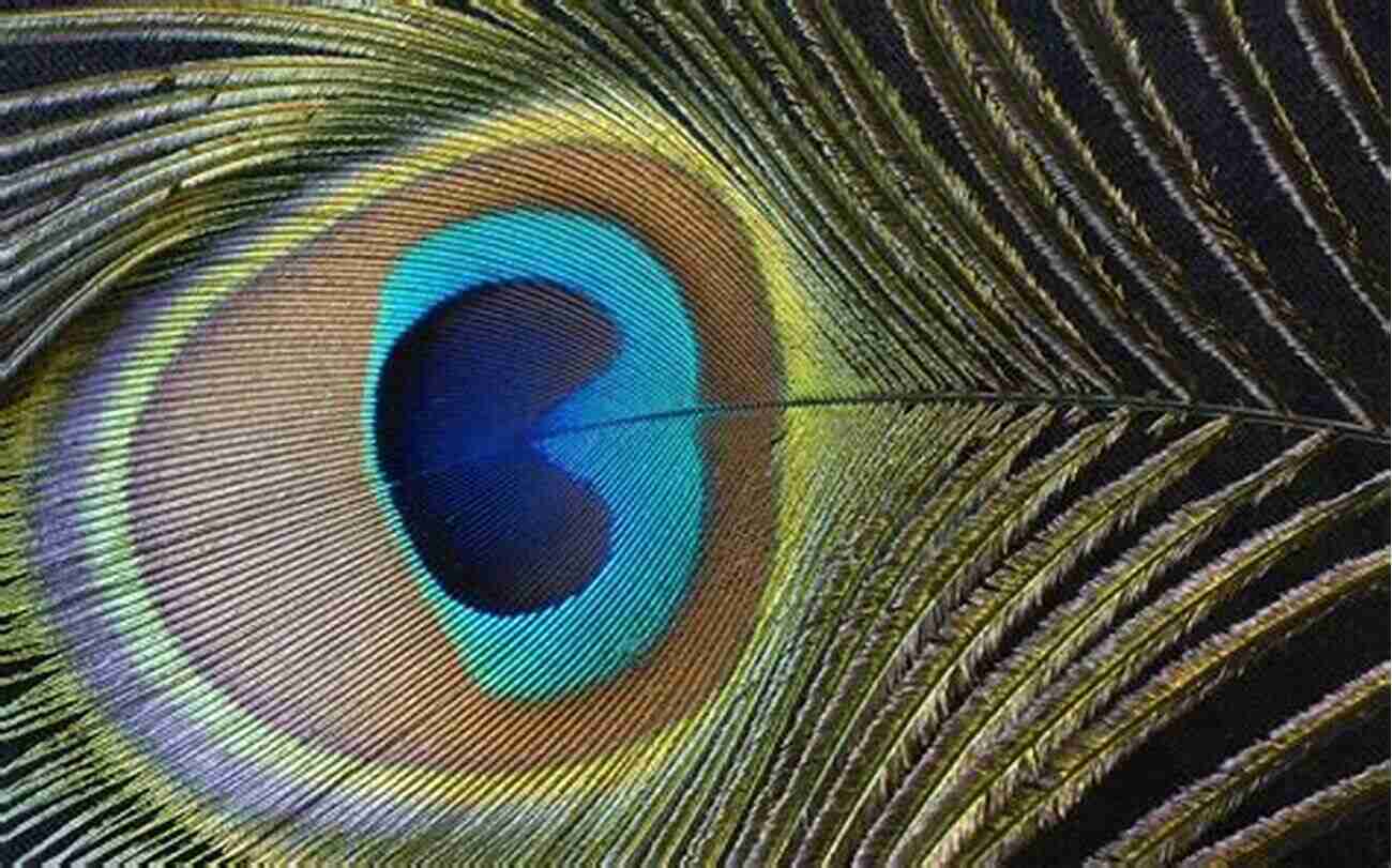 Close Up Of Selena Peacock Feather Patterns Why Peacocks?: An Unlikely Search For Meaning In The World S Most Magnificent Bird