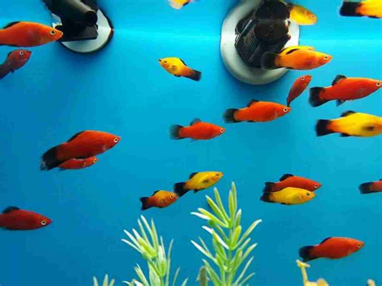 Colorful Platies Swimming Gracefully In An Aquarium Betta Fish: The Best Pet Fish For Every Beginner Care Health Food Behavior