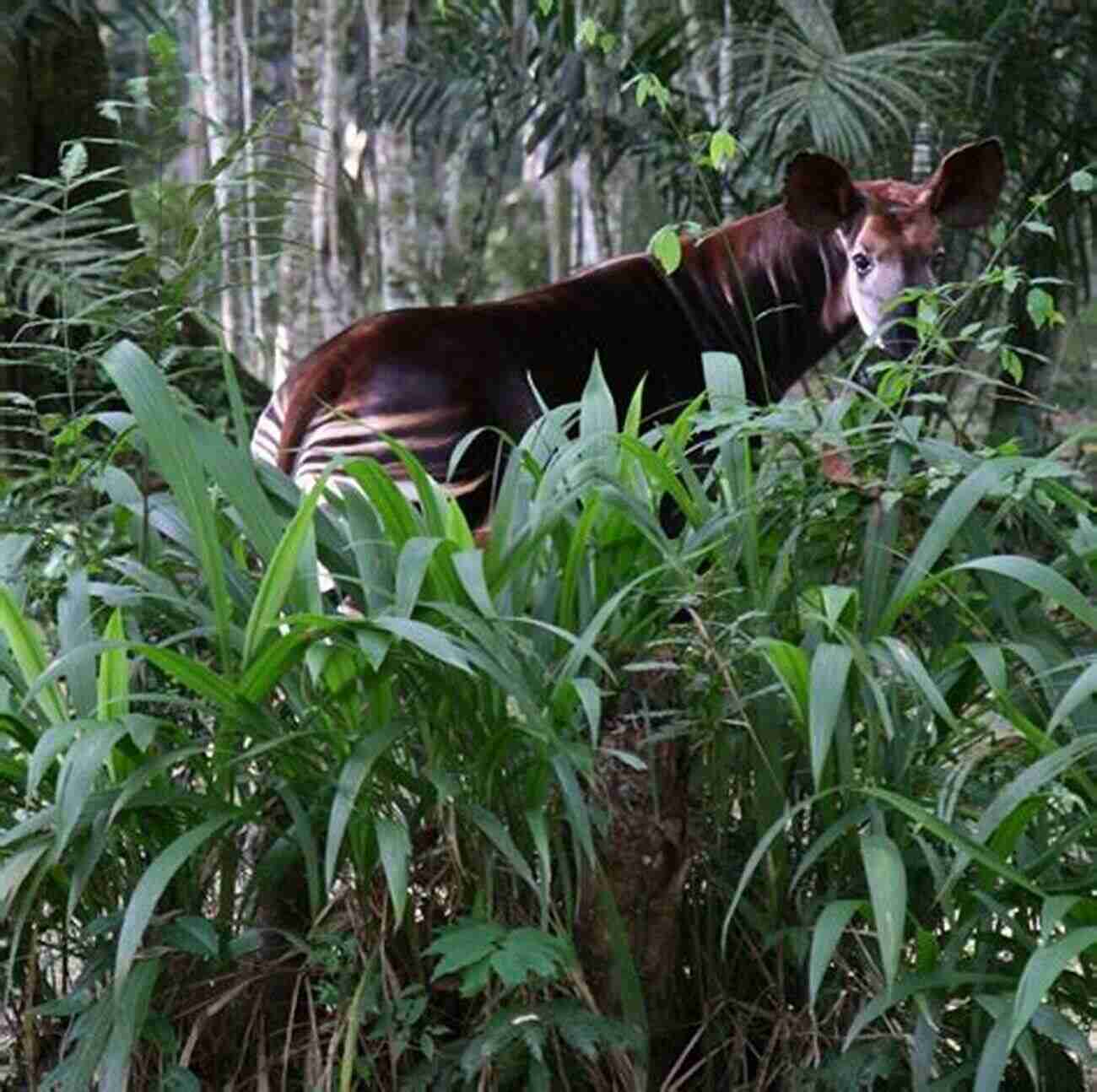 Conservation Efforts To Protect The Okapi Ode Skibiski In Its Natural Habitat An Okapi S Ode R E Skibiski