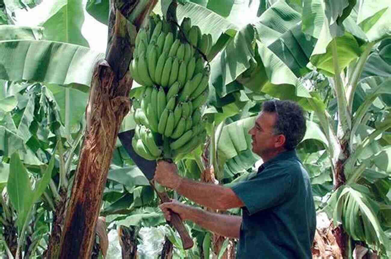 Continuous Learning In Banana Farming BANANA FARMING: How To Start A Banana Farm