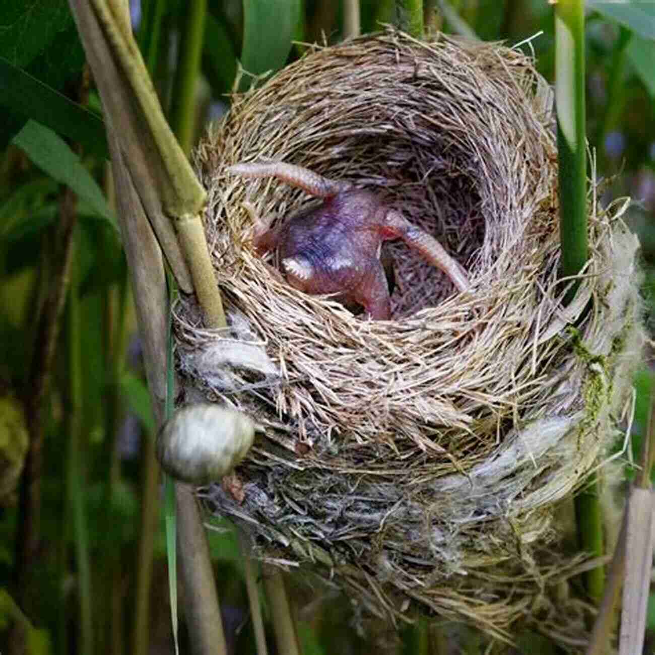 Cuckoo Eggs Mimicking Those Of Reed Warblers Cuckoo: Cheating By Nature Nick Davies