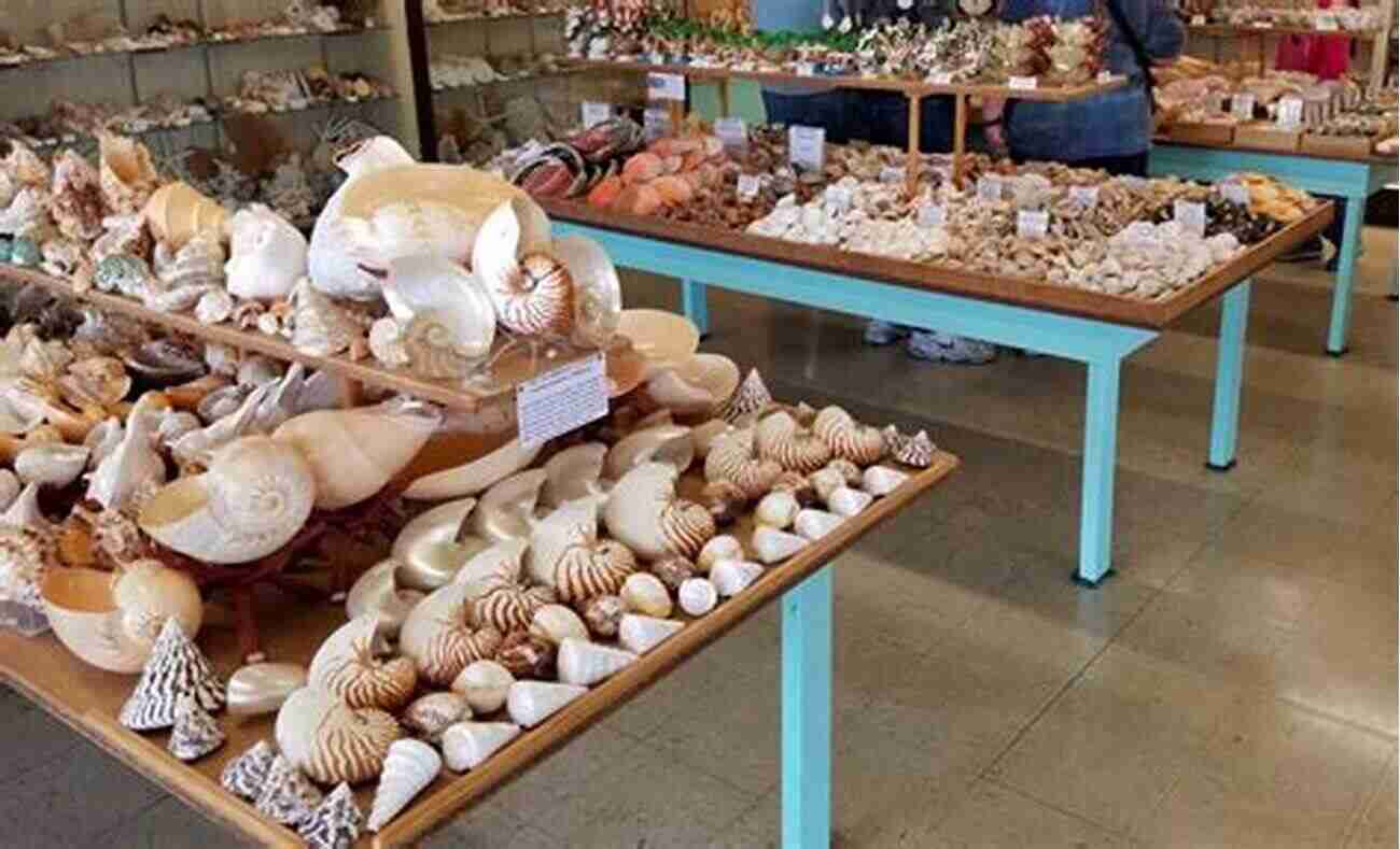 Discover The Exquisite Collection Of Shells At The Shell Shop Pearl Beach The Shell Shop (Pearl Beach 3)