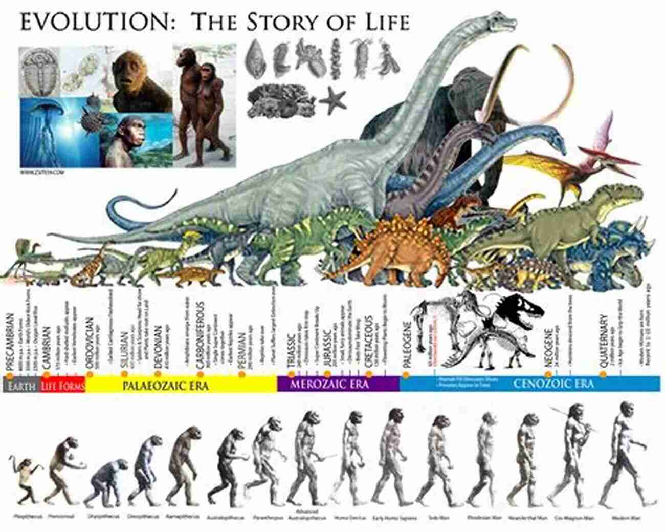 Early Birds: Tracing The Evolutionary Journey Of Avian Species From Prehistoric Times To Modern Day The Bird: A Natural History Of Who Birds Are Where They Came From And How They Live