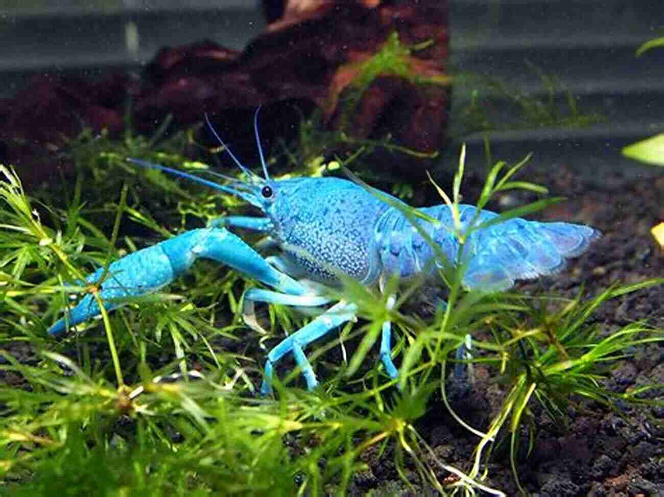 Electric Blue Crayfish In An Aquarium The Ultimate Guide To Keeping Crayfish As Aquarium Pets