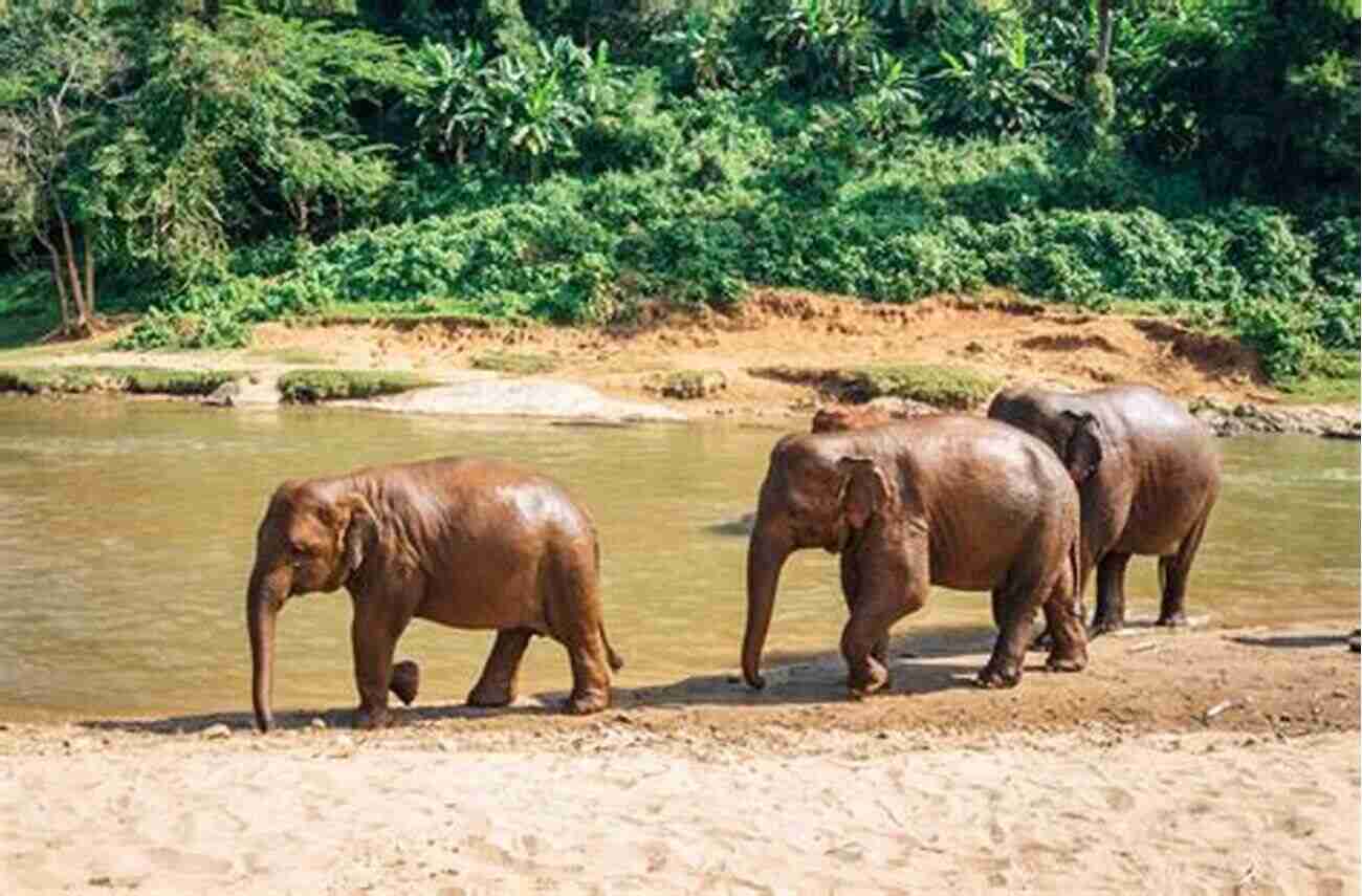 Elephant Nature Park Chiang Mai (Thai Travel Guide 2)