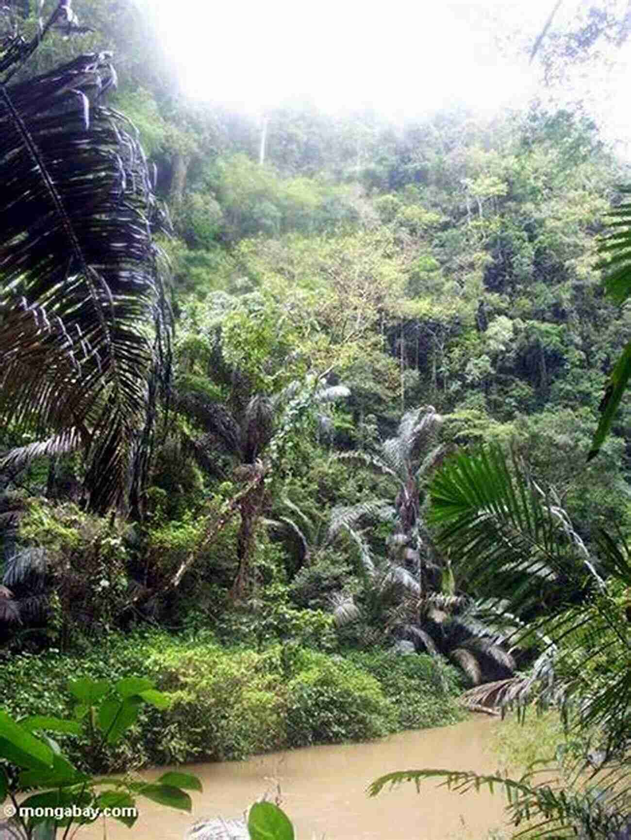 Exploring The Untamed Rainforests Of Sulawesi Ecology Of Sulawesi (Ecology Of Indonesia Series)