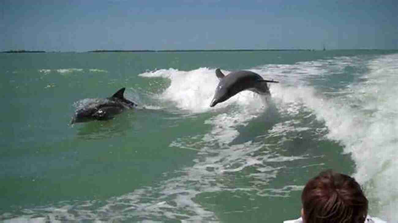 Fascinating Underwater Encounter: In The Dolphin Wake In The Dolphin S Wake: Cocktails Calamities And Caiques In The Greek Islands