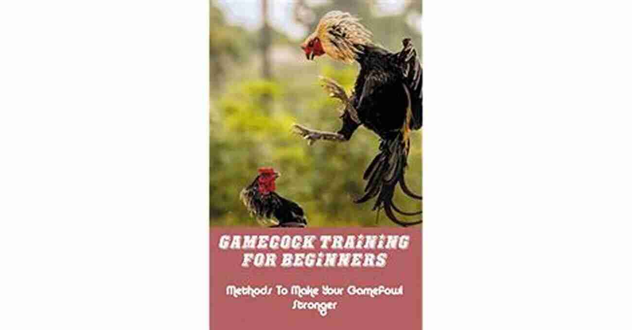 Gamecock Training For Beginners Learn Effective Techniques To Train Your Gamecock Gamecock Training For Beginners: Methods To Make Your Gamefowl Stronger