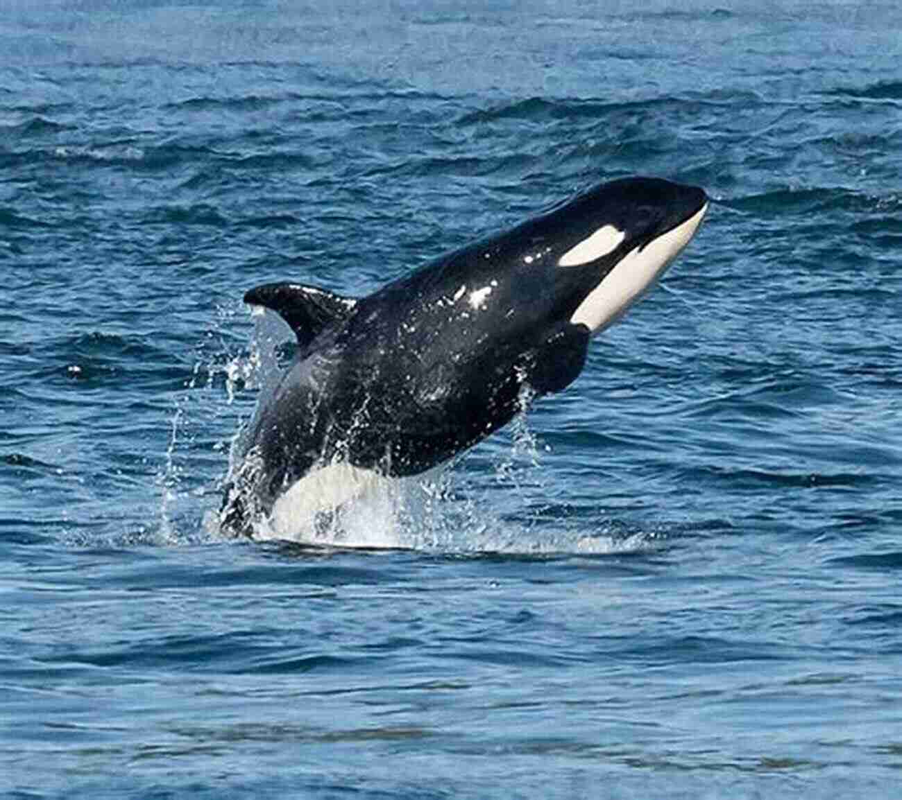 George As A Young Orca, Displaying His Unique Ebony And Ivory Markings. George The Best Of All (Orca Echoes)