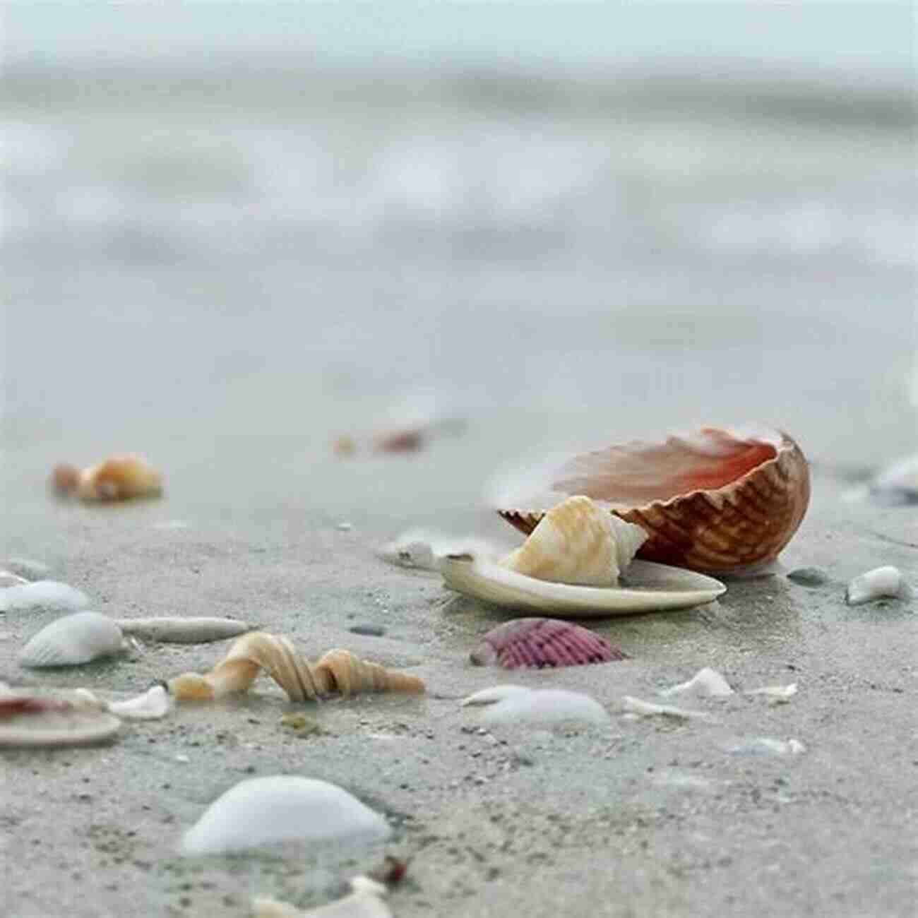 Get Lost In The Mystic Beauty Of Seashells At The Shell Shop Pearl Beach The Shell Shop (Pearl Beach 3)