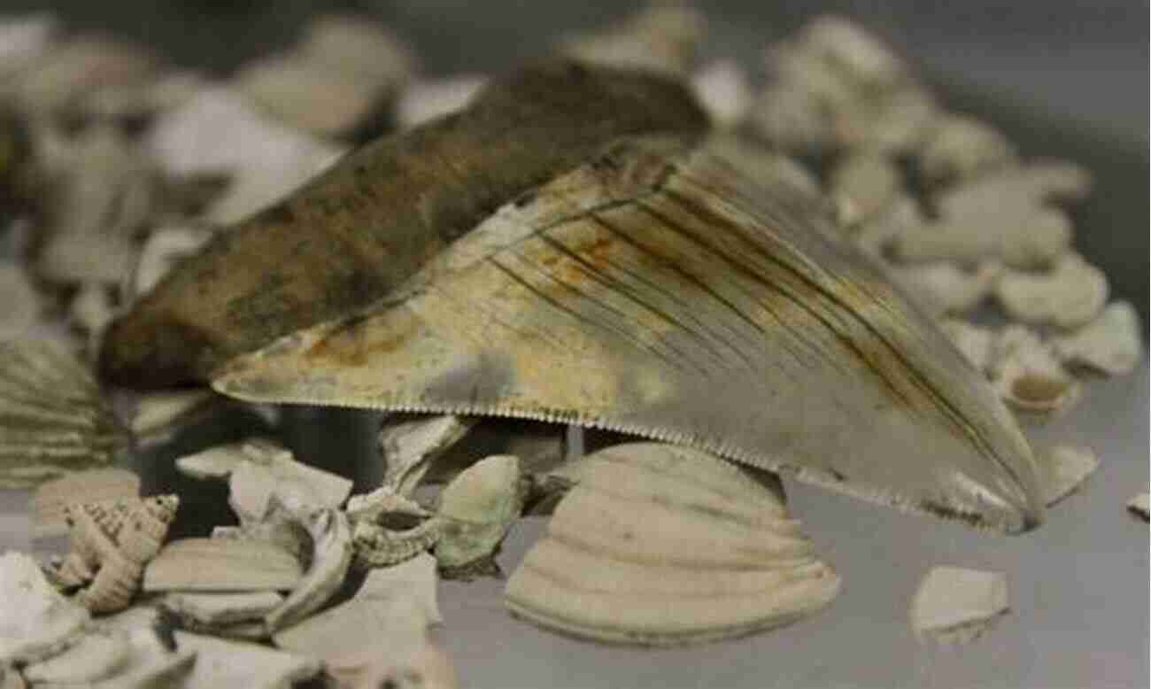 Gigantic Fossilized Shark Tooth Found On The Shores Of An Ancient Ocean A Relic Of An Oceanic Titan The Monster Shark S Tooth: Canoeing From The Chesapeake Bay Into The Ancient Miocene Sea