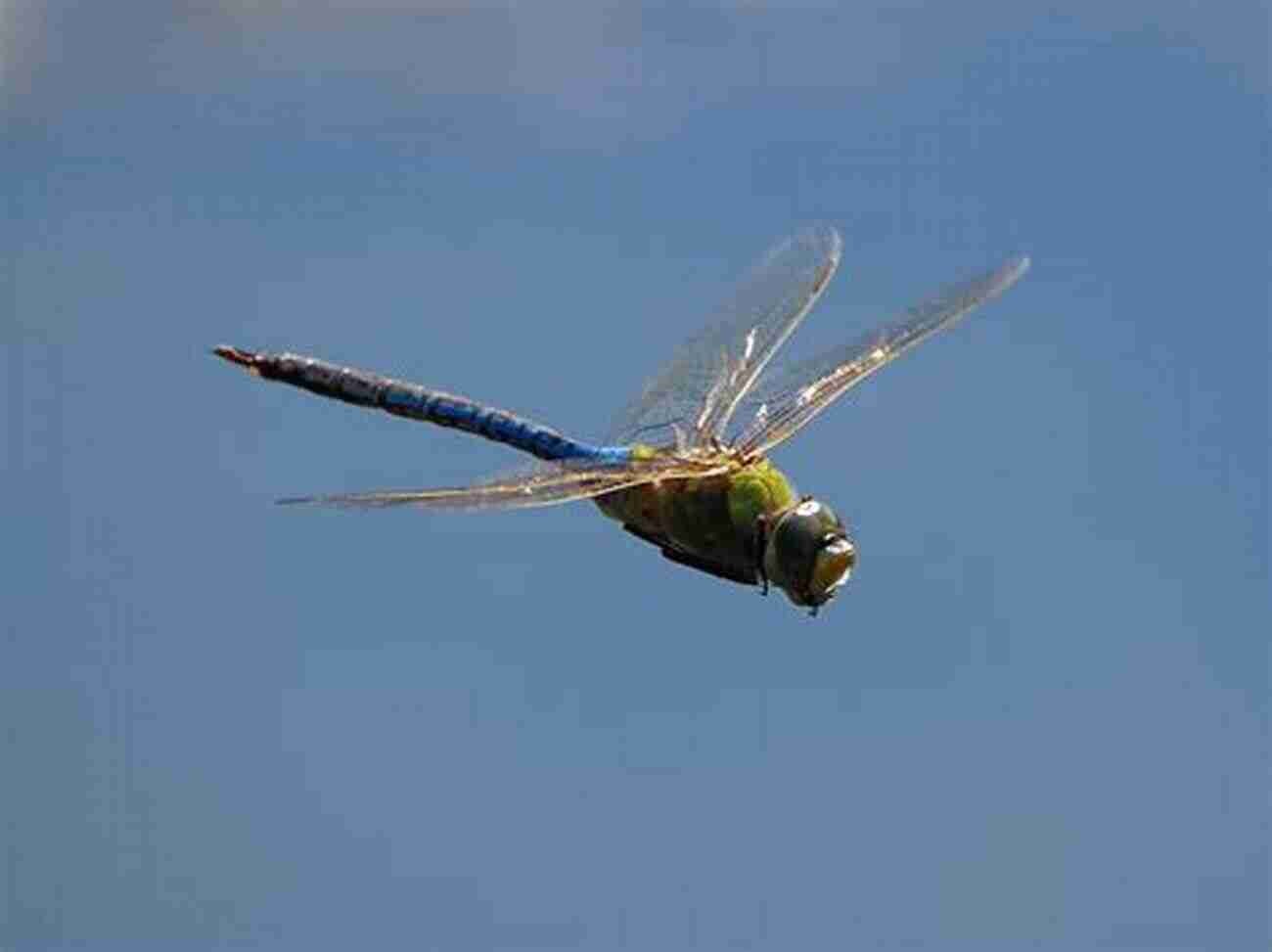 Glorious Dragonfly In Mid Flight Dragonflies And Damselflies Of The East (Princeton Field Guides 80)