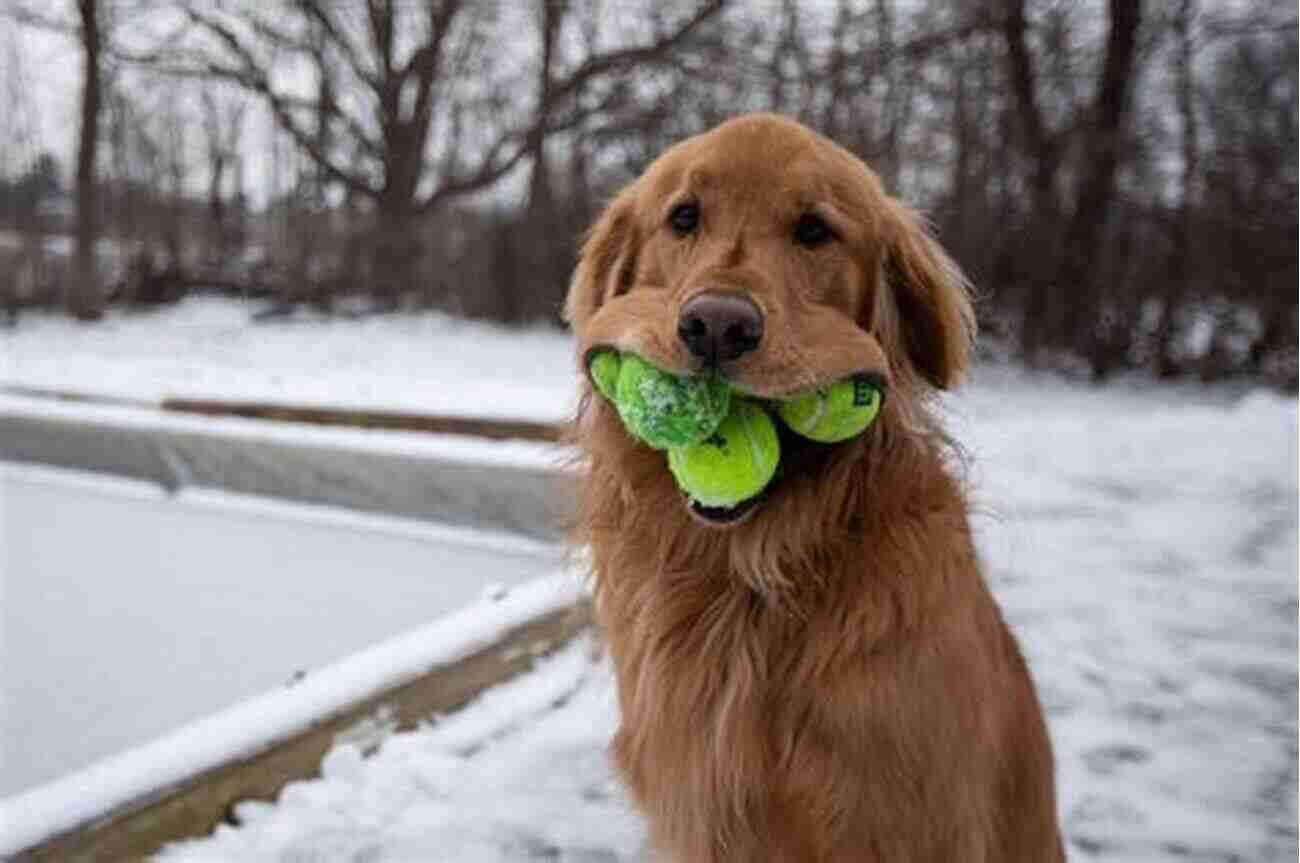 Golden Retriever Playing With A Tennis Ball In A Field White Cap And Bails: Adventures Of A Much Loved Umpire