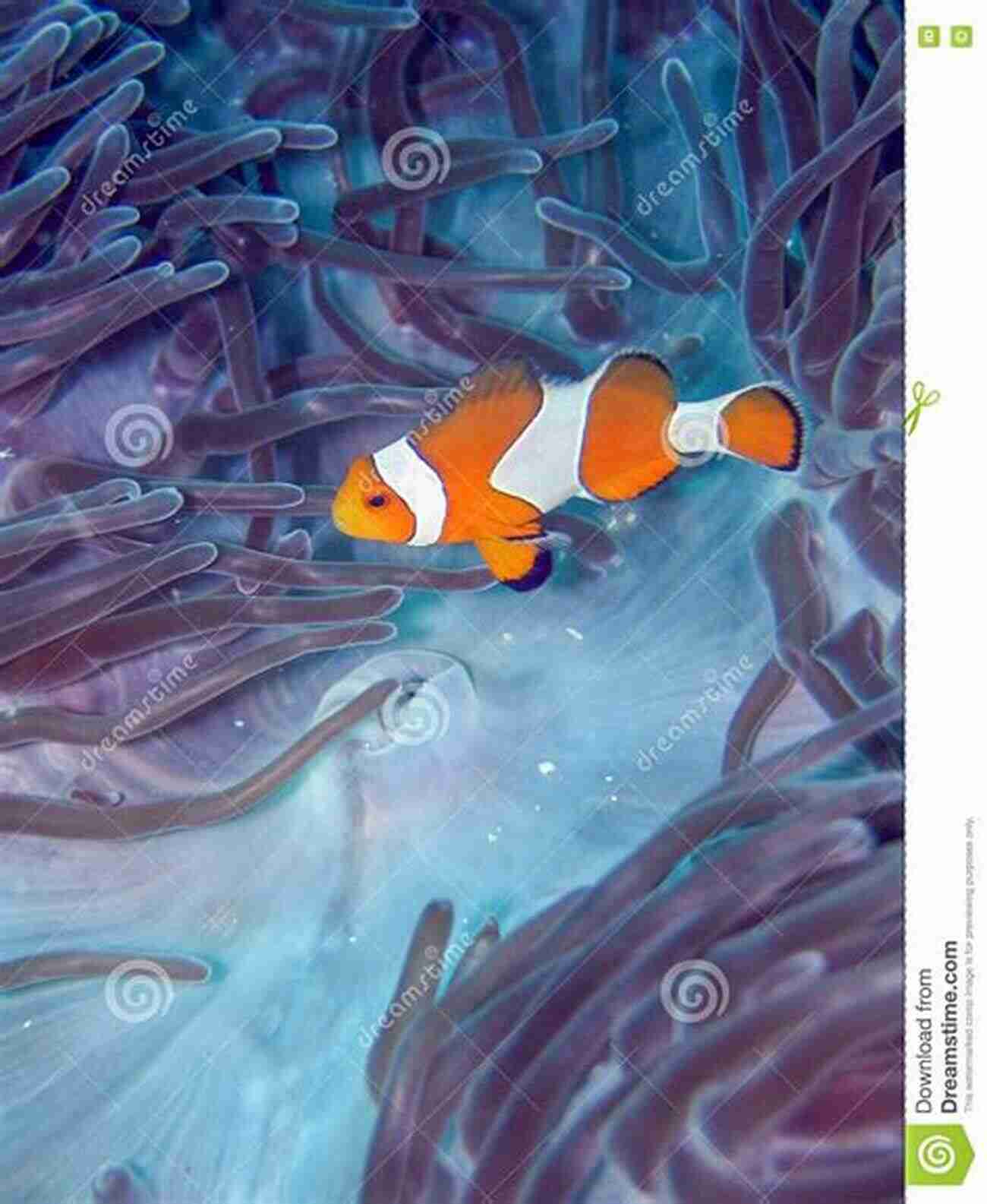 Illustration Of A Clownfish Swimming In An Underwater Coral Reef Clownfish As Pets: Clownfish Owners Manual Clownfish Care Health And Feeding All Included