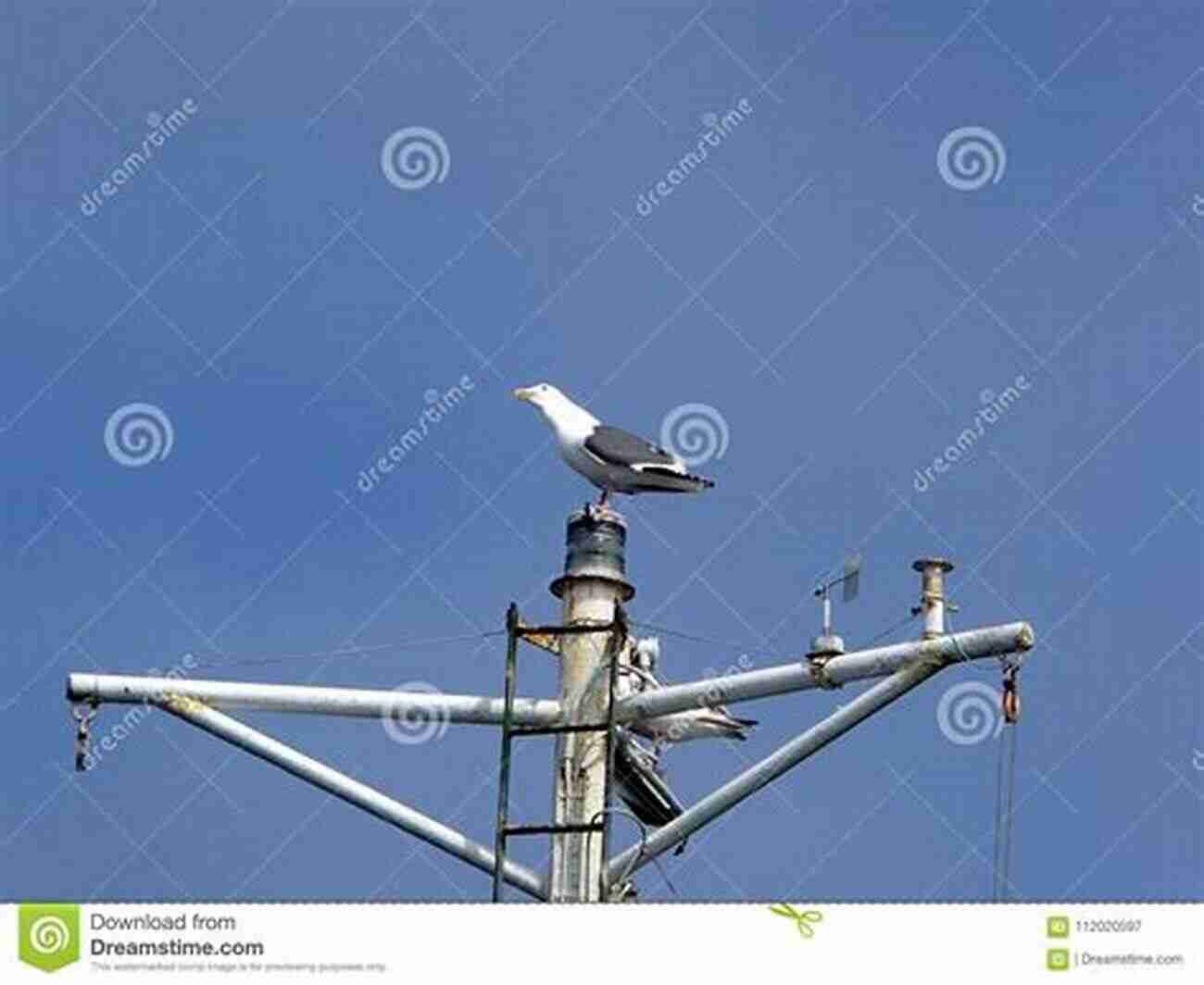 Illustration Of A Seagull Squawking On A Ship's Mast The Magpie S Nest: A Treasury Of Bird Folk Tales