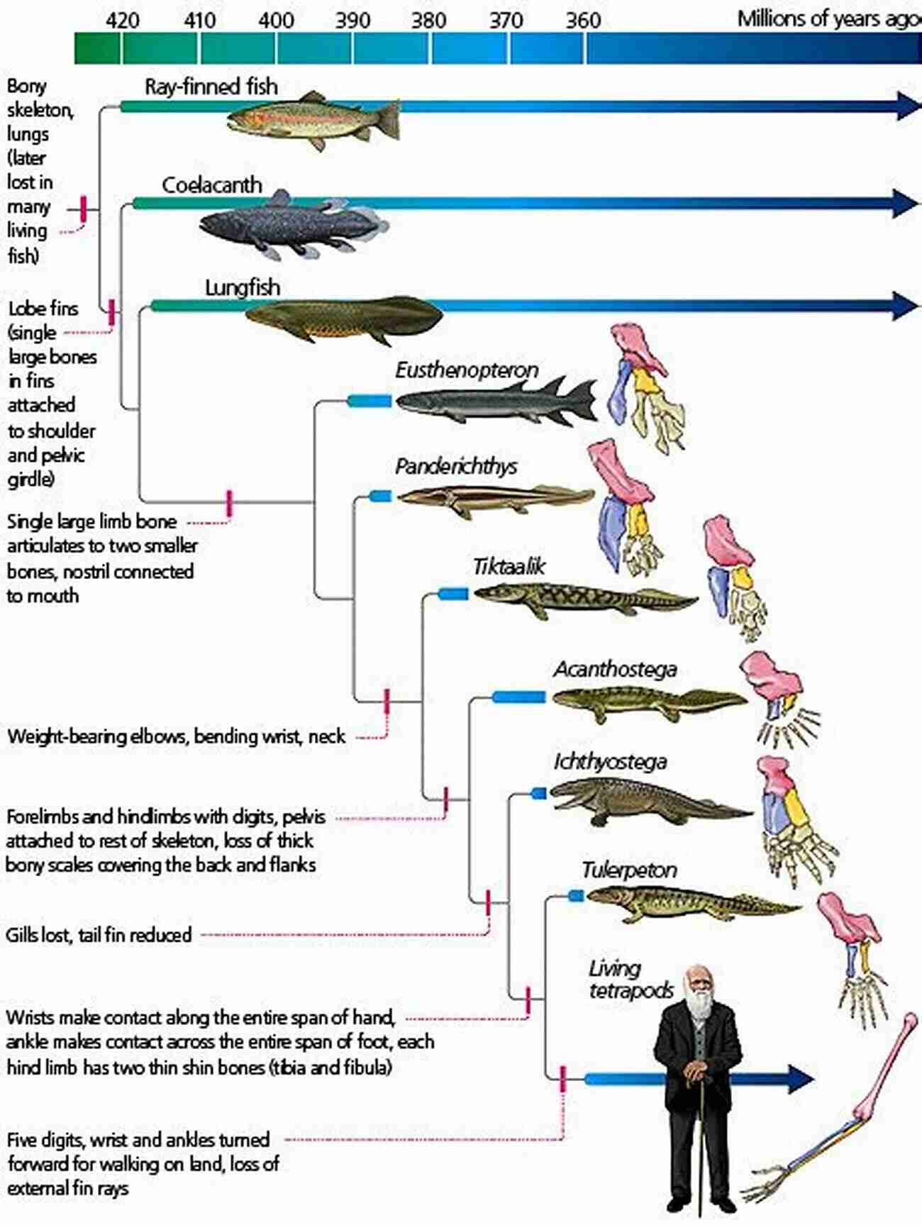 Illustration Of The Evolution Of Tetrapods Gaining Ground Second Edition: The Origin And Evolution Of Tetrapods (Life Of The Past)