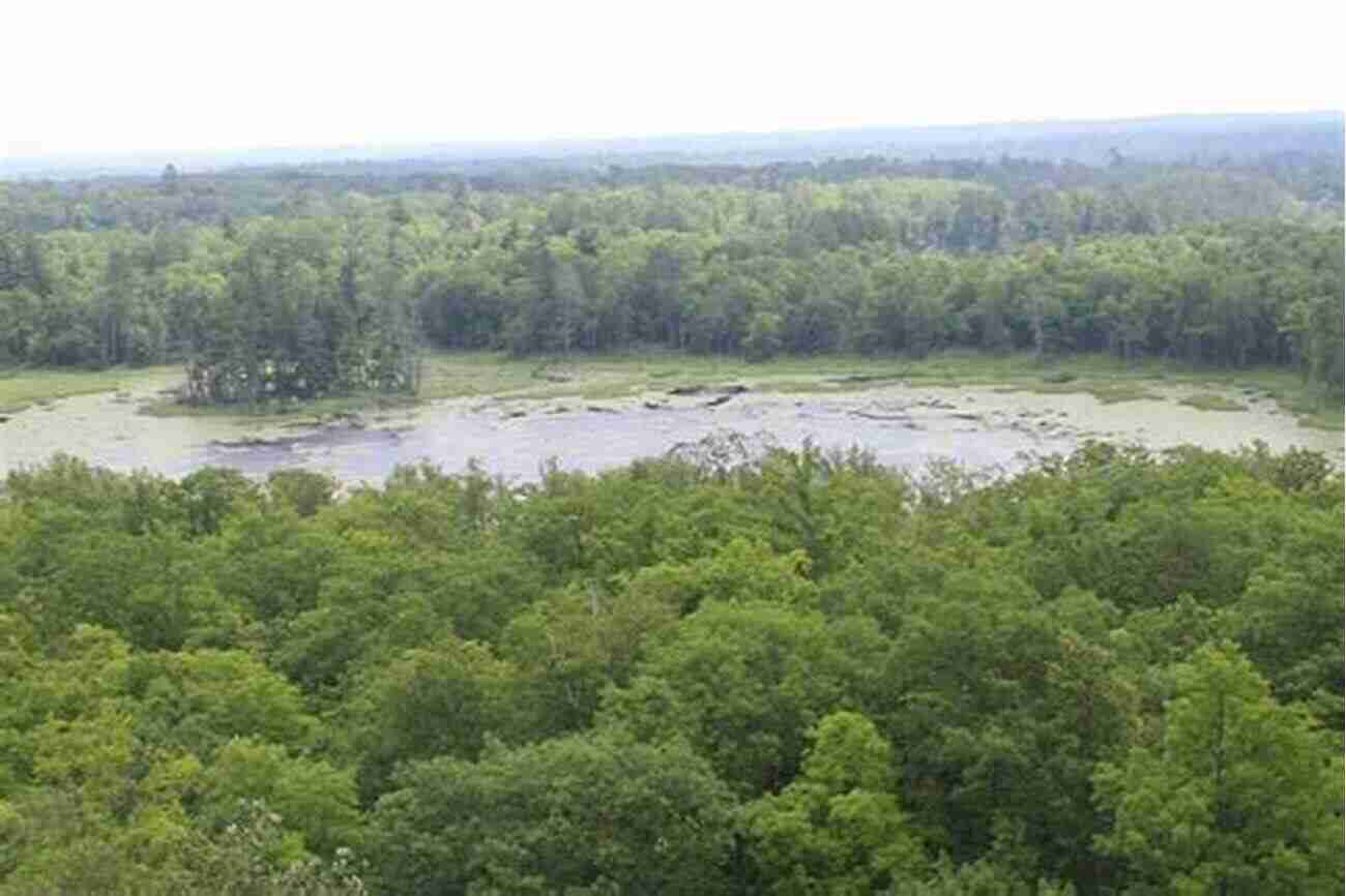 Itasca State Park Wildflowers Minnesota S Best Wildflower Hikes Rob Bignell