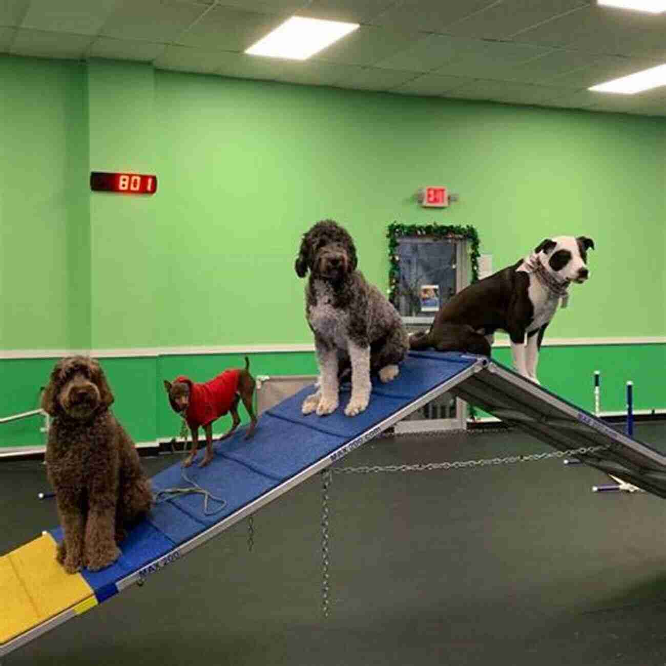 Kathy Santo, A Renowned Dog Trainer, With A German Shepherd In Her Training Facility Kathy Santo S Dog Sense Kathy Santo