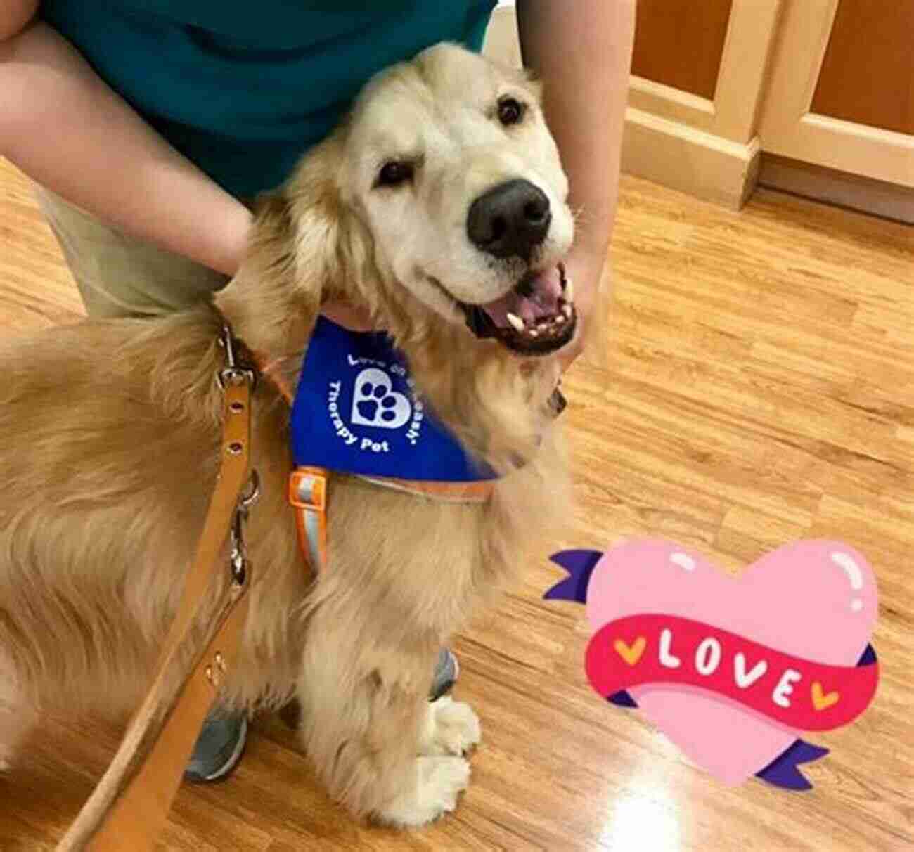 Long Haired Golden Retriever Therapy Dog Bringing Smiles To A Hospital Patient Angel On A Leash: Therapy Dogs And The Lives They Touch