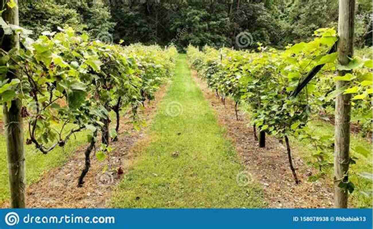 Lush Vineyards A Picturesque Vineyard With Rows Of Grapevines. BLACK BEAUTY: With 17 Illustrations And A Free Audio Link