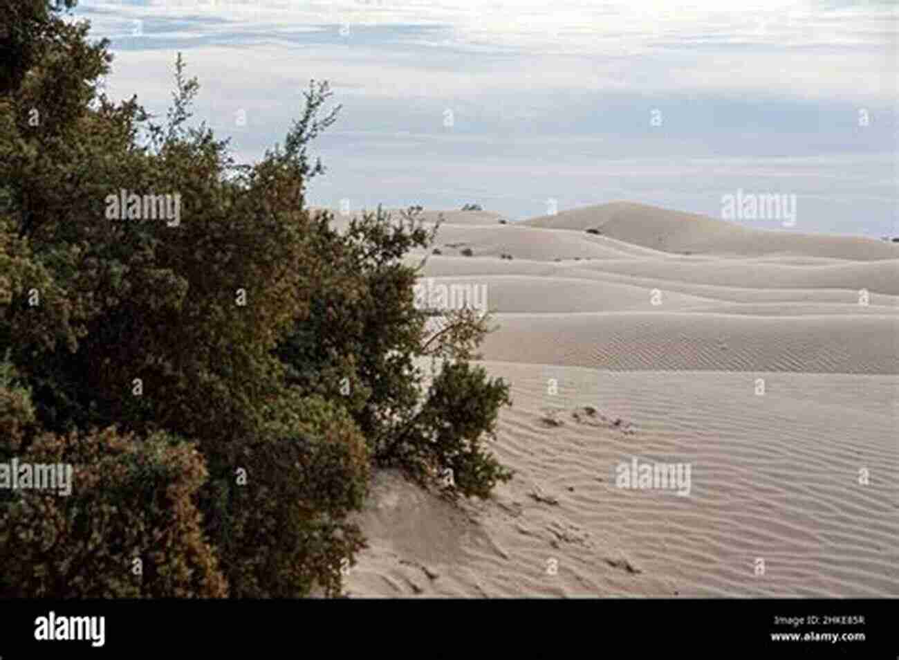 Majestic Sand Dunes Stretching As Far As The Eye Can See Moon Southern California Road Trips: Drives Along The Beaches Mountains And Deserts With The Best Stops Along The Way (Travel Guide)