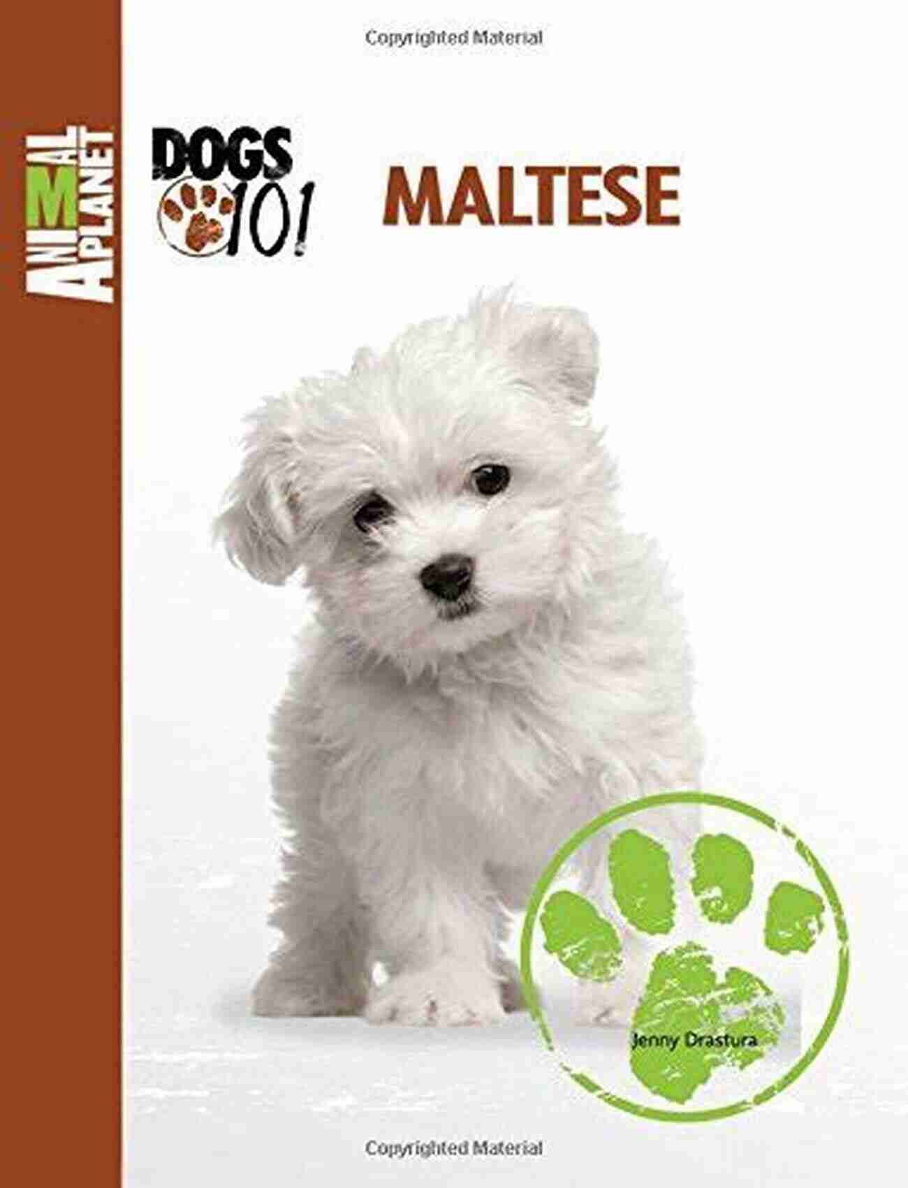 Maltese Dog Named Jenny Drastura A Playfully Elegant Companion With A Rich History In Animal Planet Dogs 101 Maltese (Animal Planet Dogs 101) Jenny Drastura