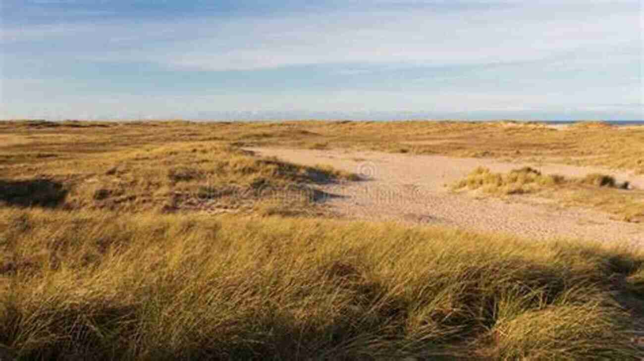 Marram Grass On A Sandy Beach Marram: Memories Of Sea And Spider Silk