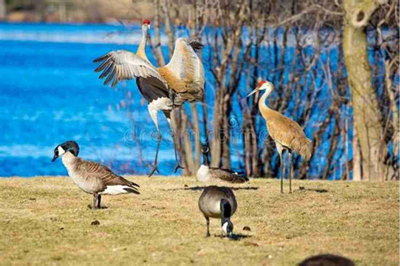 Marveling At The Sandhill Cranes' Enchanting Courtship Dance Birds Of A Feather: Tales Of A Wild Bird Haven