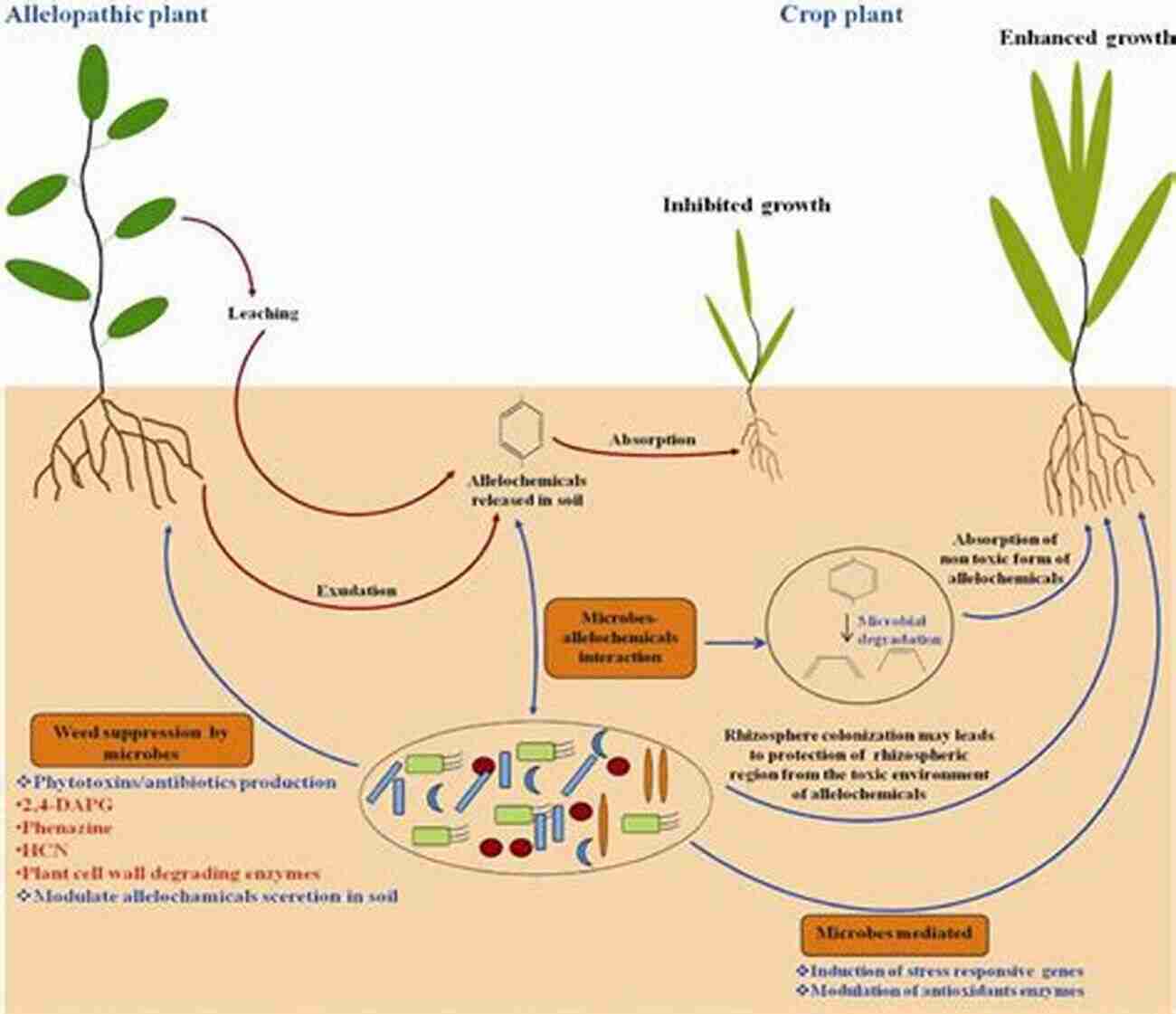 Modulating Plant Mitochondria For Crop Improvement Unlocking The Potential For Sustainable Agriculture Plant Mitochondria (Advances In Plant Biology 1)