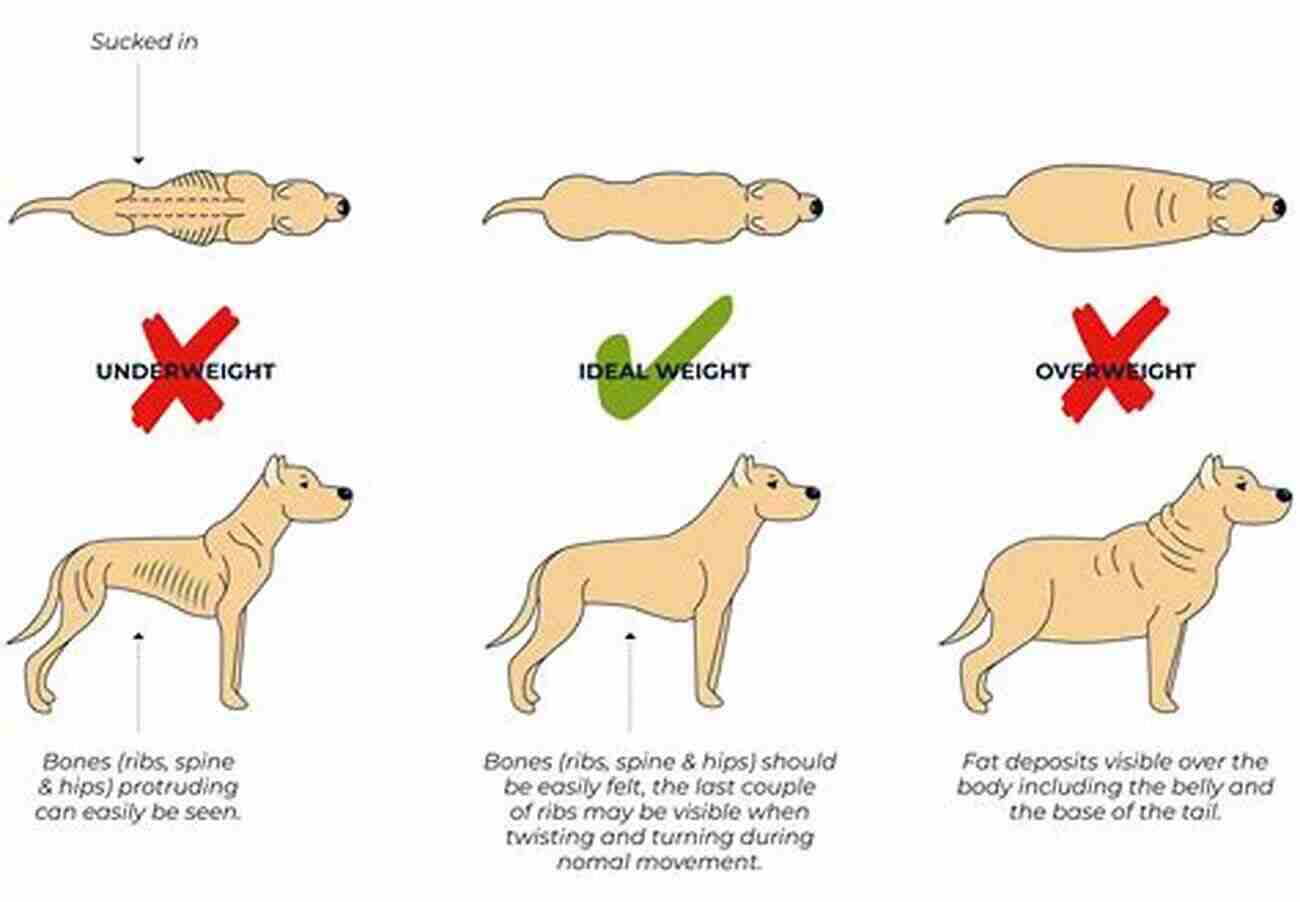 Overweight Dog The Simplified Handbook On Weight Loss For Dogs