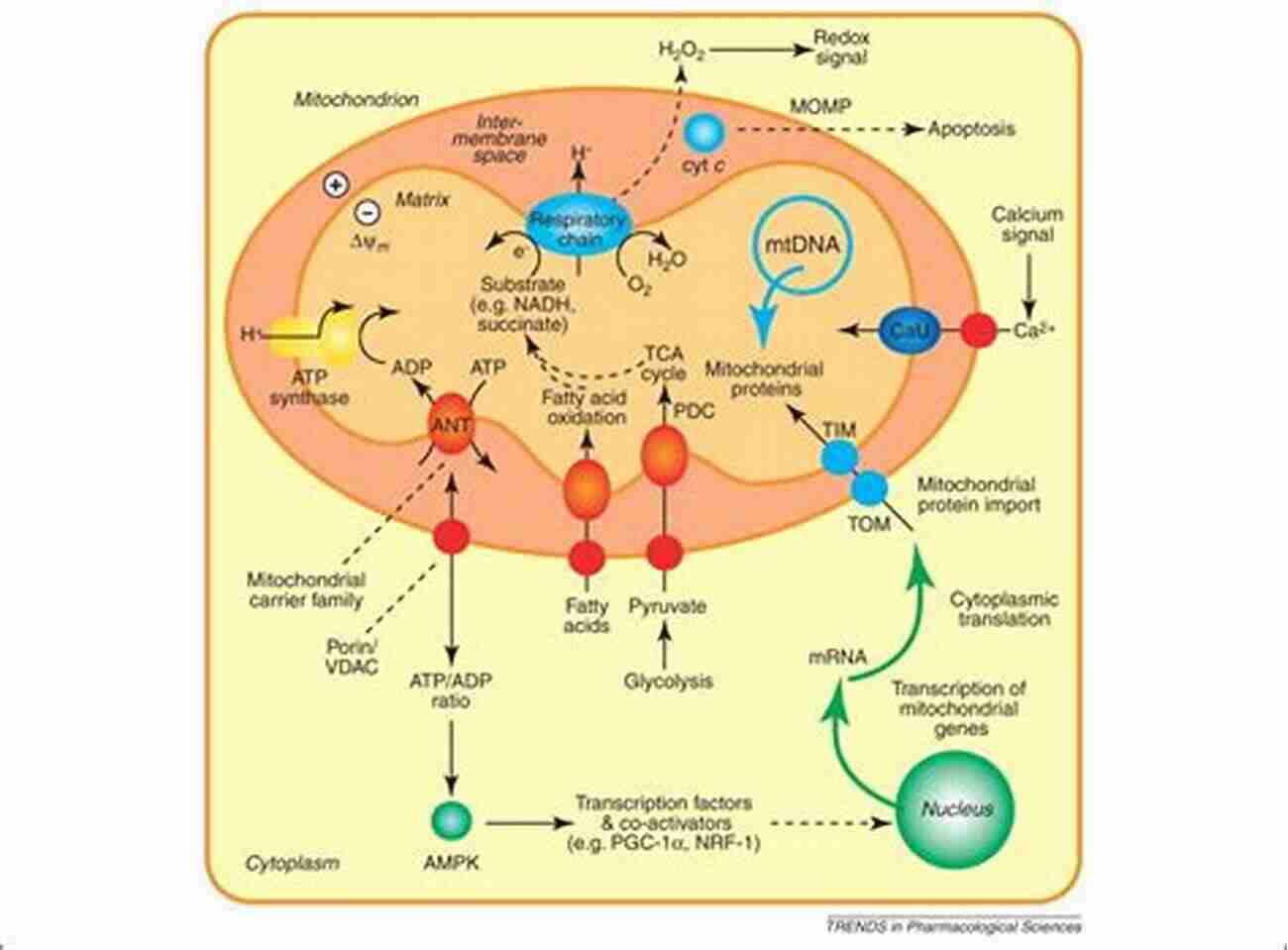 Plant Mitochondria Responding To Stress Signals A Key Area Of Research For Plant Biologists Plant Mitochondria (Advances In Plant Biology 1)