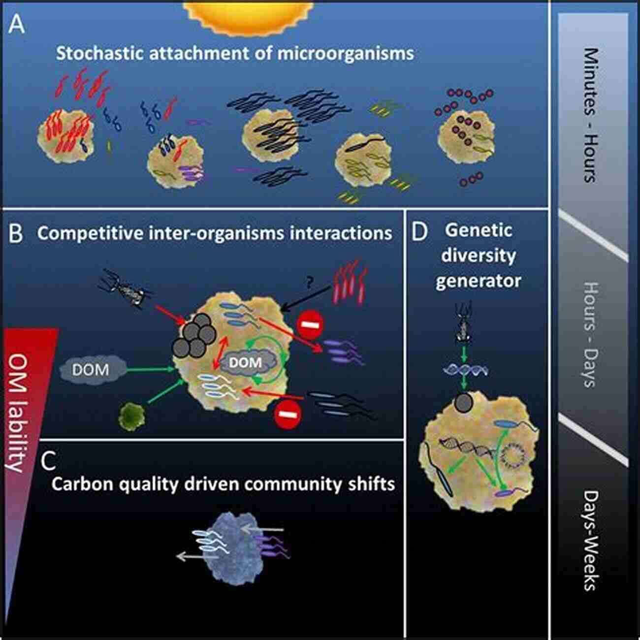 Radionuclide Bioaccumulation Behavior Of Radionuclides In The Environment I: Function Of Particles In Aquatic System