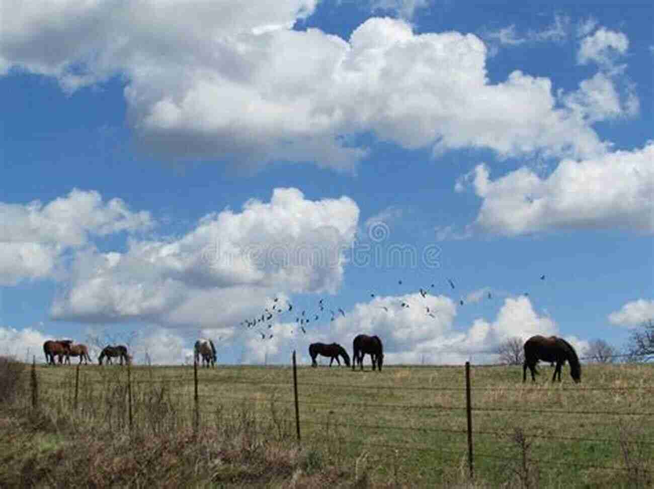 Red Star Black Pearl Pony Grazing Under A Blue Sky With Fluffy White Clouds Red Star: 1 (Black Pearl Ponies)