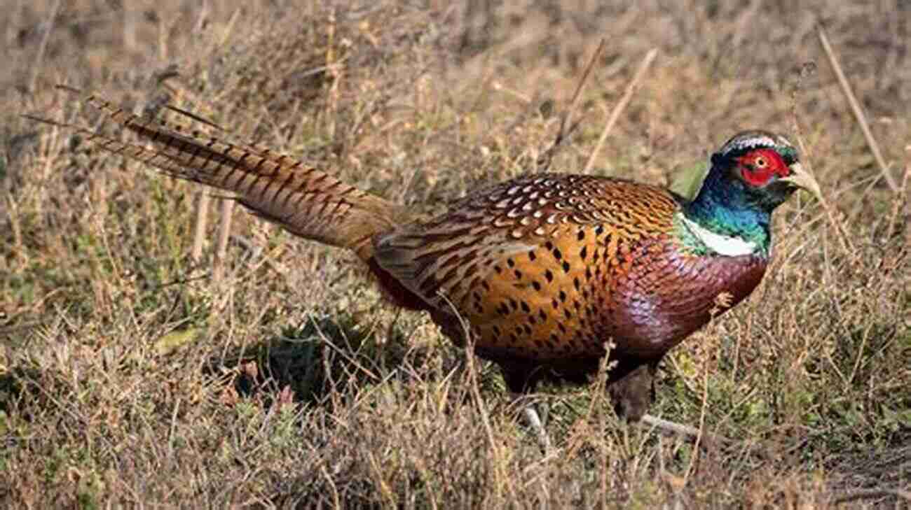 Ring Necked Pheasants Wingshooter S Guide To South Dakota