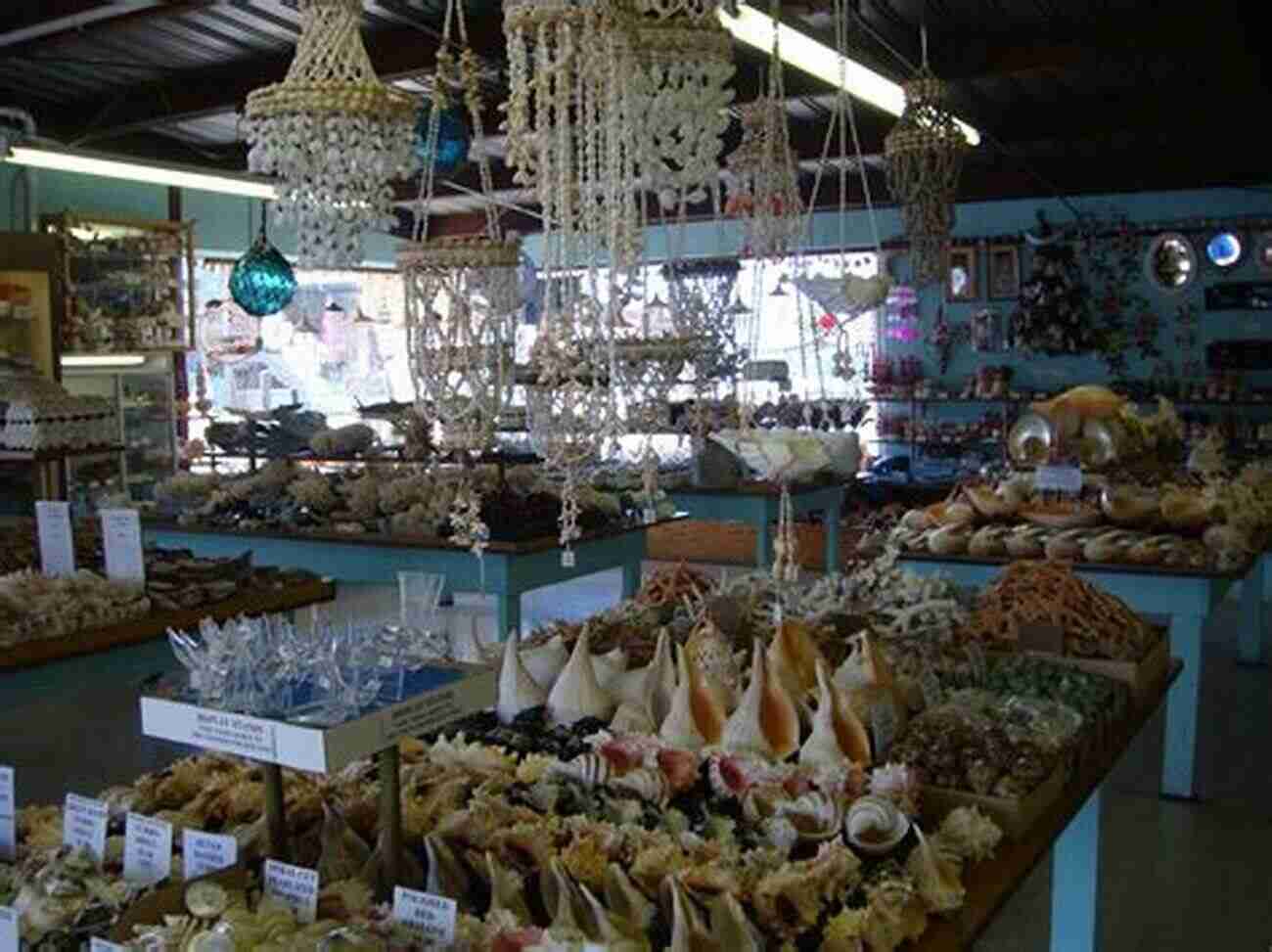 Sarah Collins The Passionate Curator Of The Shell Shop Pearl Beach The Shell Shop (Pearl Beach 2)