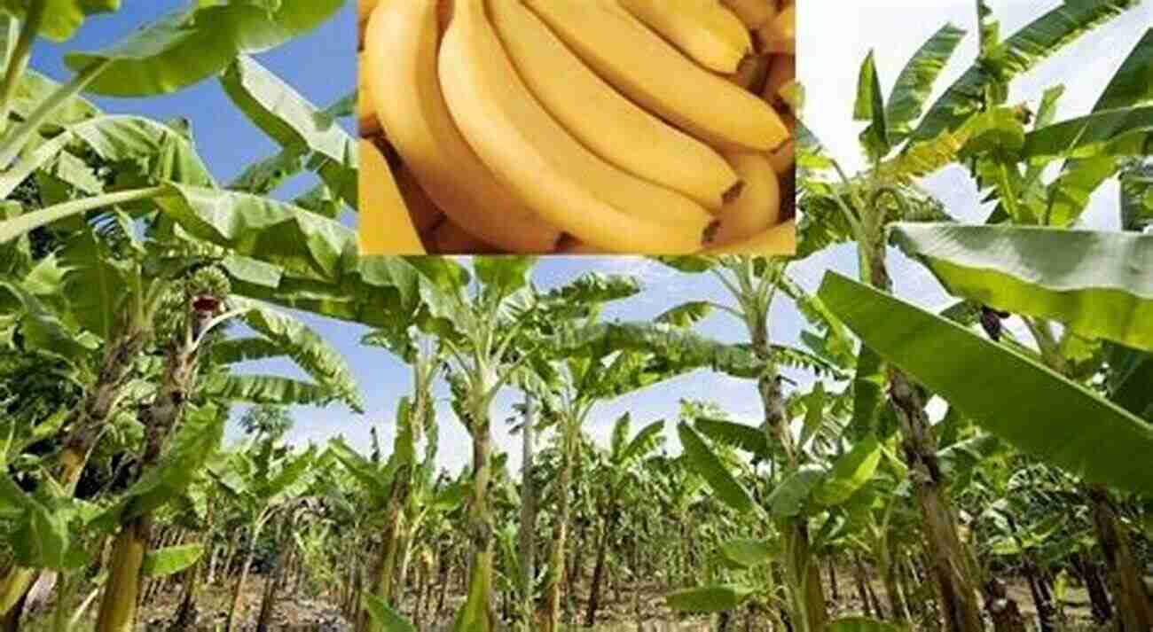 Site Selection For Banana Farming BANANA FARMING: How To Start A Banana Farm