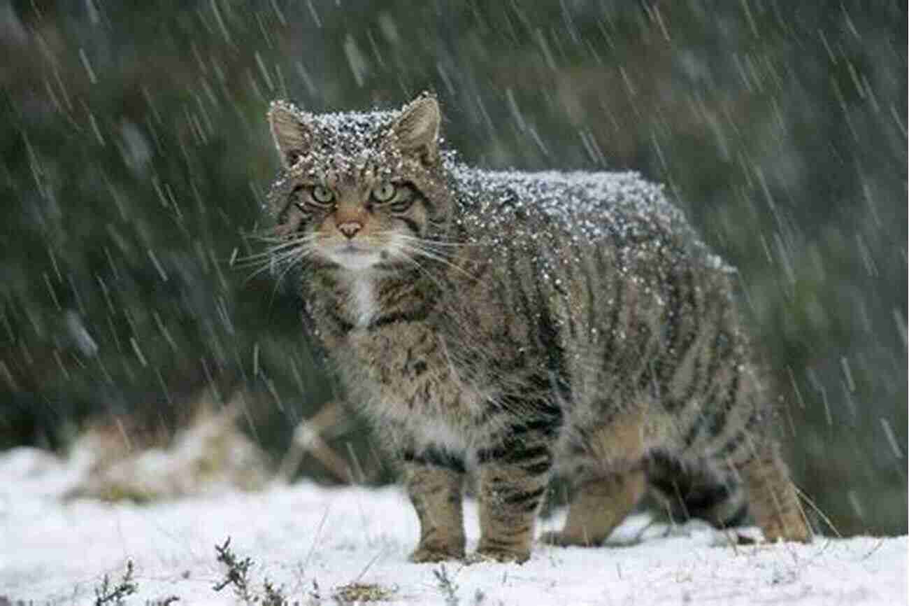 Spotting The Majestic Scottish Wildcats In The Untamed Highlands Tracking The Highland Tiger: In Search Of Scottish Wildcats