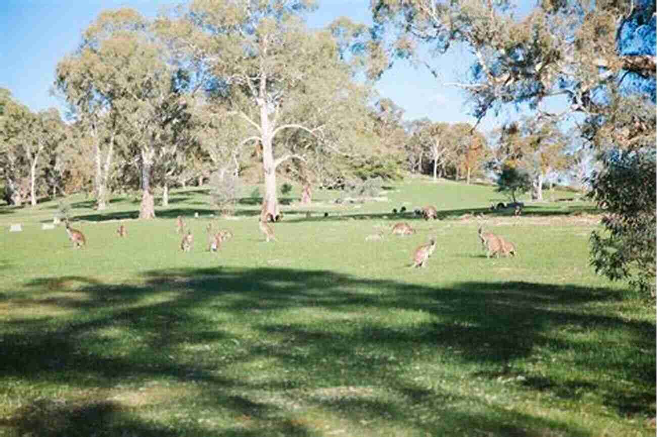 Step Into The Majestic Jacob's Creek Australia Winery The Birthplace Of The Last Drops The Last Drops From Jacobs Creek Australia