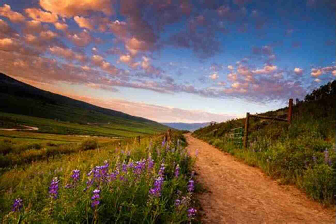 Superior Hiking Trail Lupines Minnesota S Best Wildflower Hikes Rob Bignell