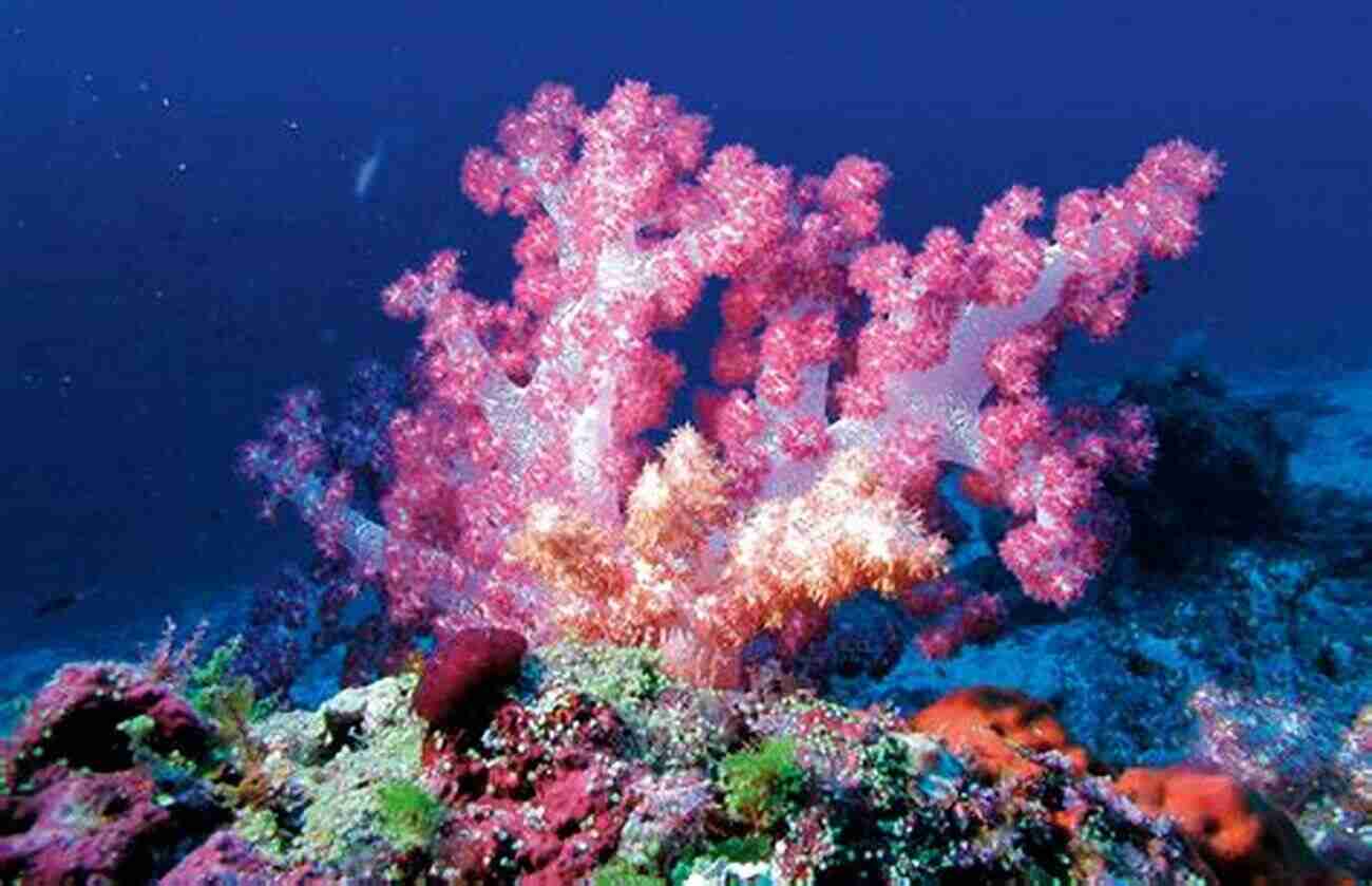 The Red Sea: Dive Into A Kaleidoscope Of Colors Among Its Vibrant Coral Reefs In The Shadow Of Sinai: Stories Of Travel And Biblical Research (The Canada Blanch / Sussex Academic Stud)