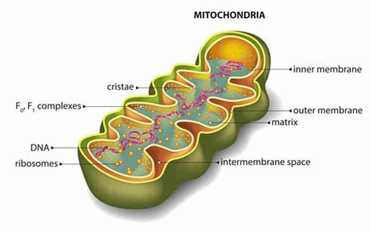 The Intricate Structure Of Plant Mitochondria A Testament To The Secrets They Hold Plant Mitochondria (Advances In Plant Biology 1)